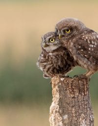 A parent owl and baby owl sit on a stump