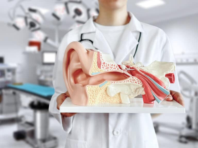 Doctor holding up a human auditory system model