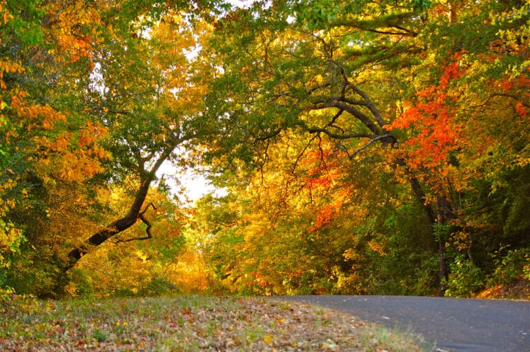 Colors of Fall Trees