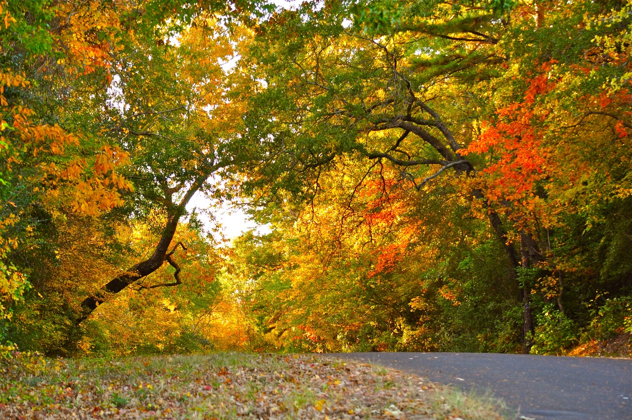 Fall into Fun: How Hearing Aids Make Autumn Even Better | Hearing Systems | Blog